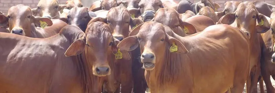 Etimad Livestock and Dairy Farm cover