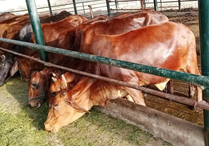 Gallery photo of Etimad Livestock and Dairy Farm