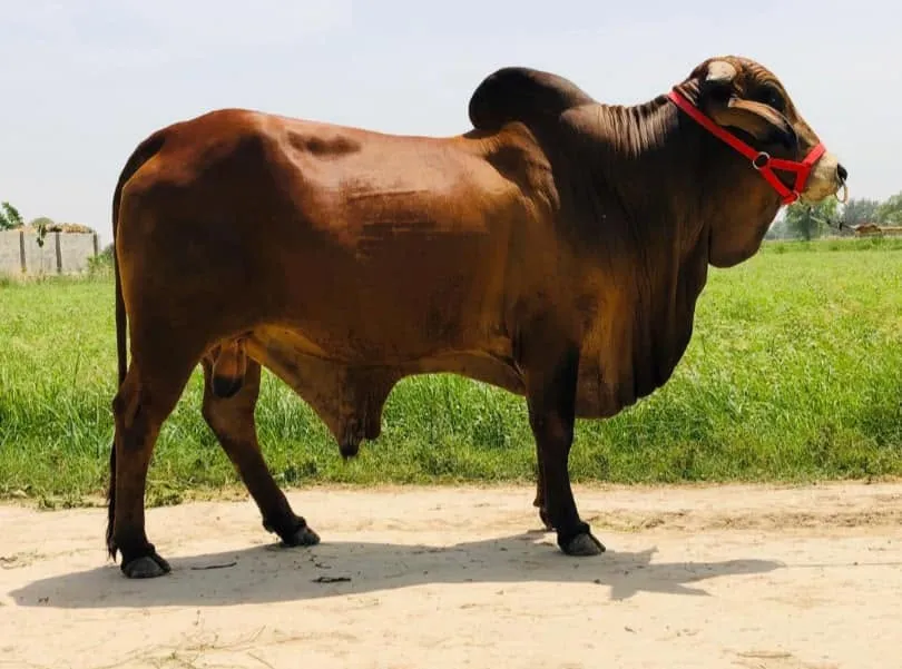 Gallery photo of Etimad Livestock and Dairy Farm