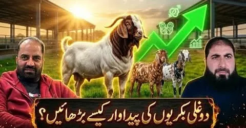 Gallery photo of Sahiwal Cattle Market