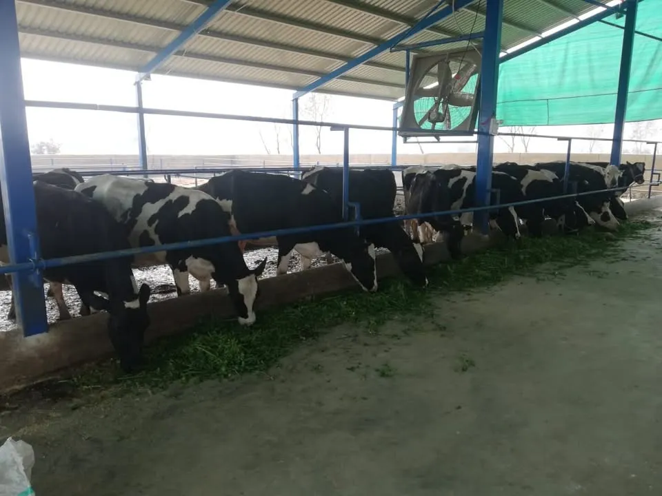 Gallery photo of Etimad Livestock and Dairy Farm